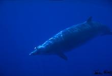 Baleine à bec de Blainville
