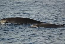 Baleine à bec de Gervais