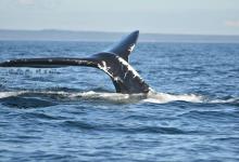 Caudale de baleine franche